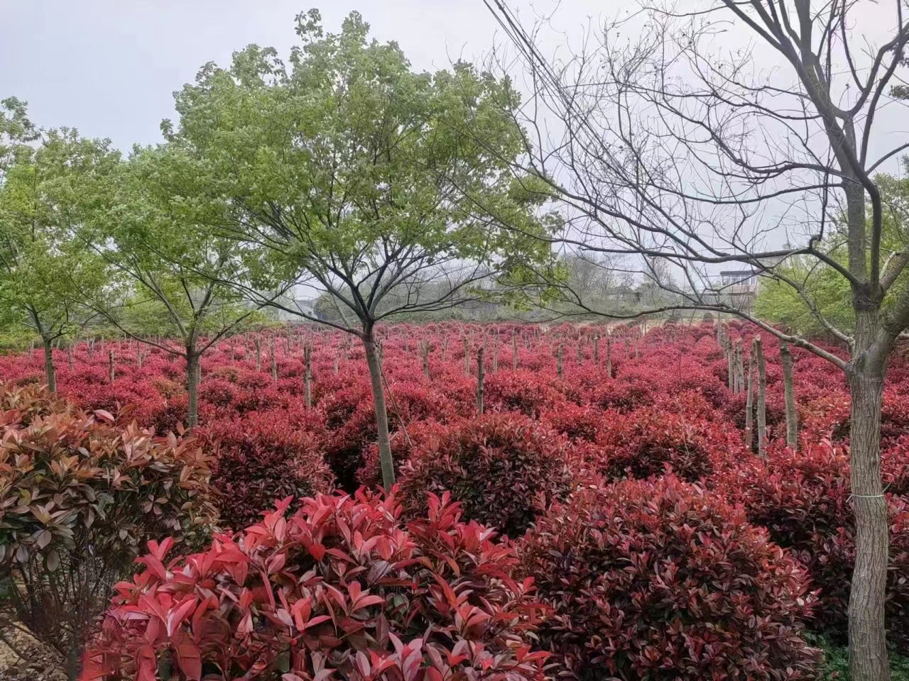 認(rèn)真做綠化人請(qǐng)您來(lái)場(chǎng)地喝茶，吃鐵鍋燉大鵝。